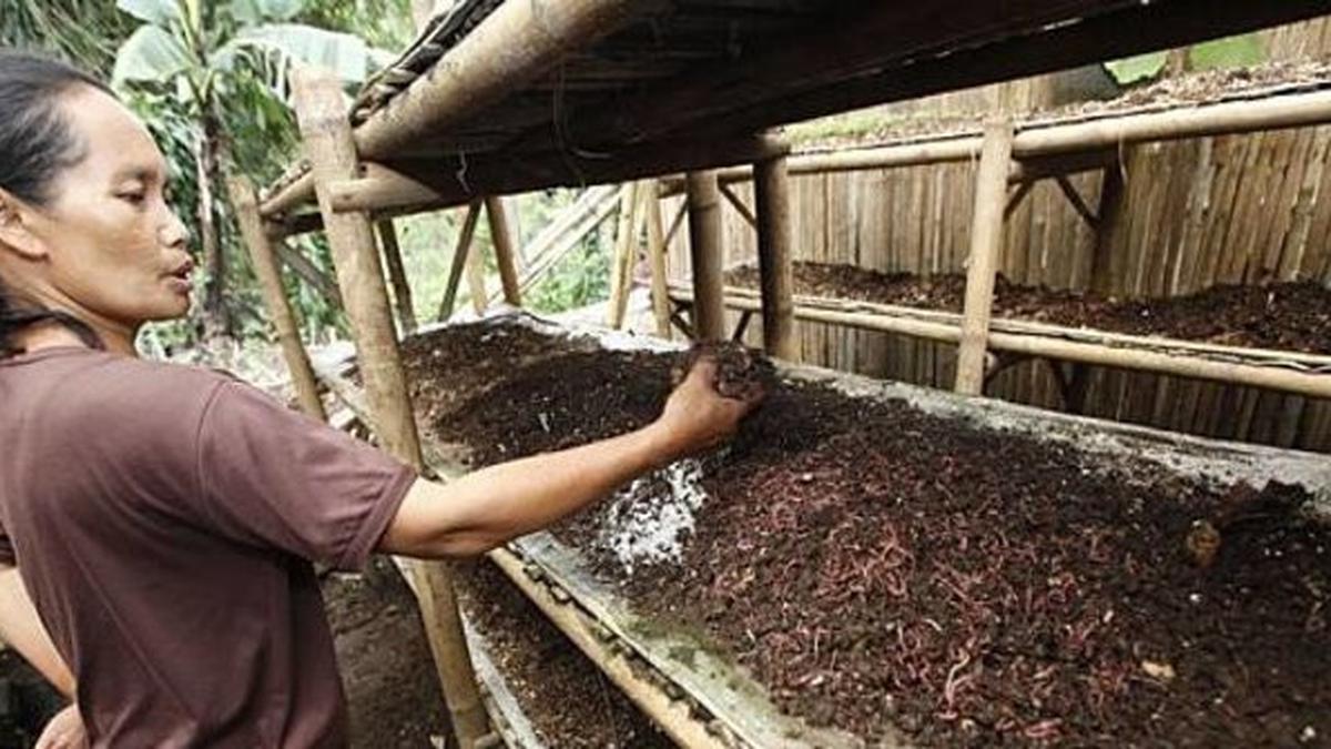 Bakul Cacing Sutra Wangon: Solusi Terbaik untuk Bisnis Retail di Cilacap